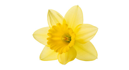 Single Yellow Daffodil Flower on White Background