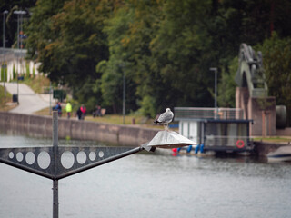 Seagull on a lantern