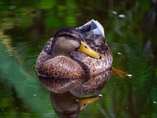 female mallard duck