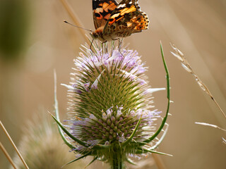 butterfly on thistle