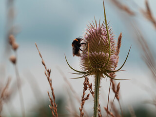 bumblebee on a thistle