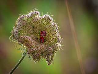 Bugs on a flower