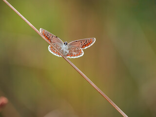butterfly on a leaf