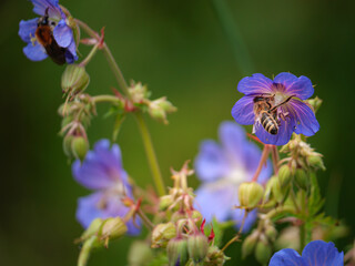 bee on a flower