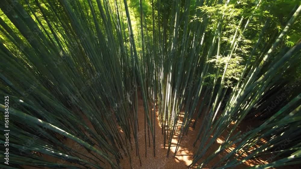 Poster sunlight gently filtering through verdant bamboo forest canopy, casting soft shadows and creating se