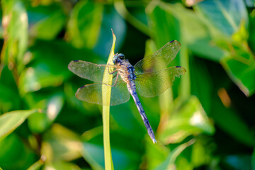緑の中にとまる青いシオカラトンボの接写写真