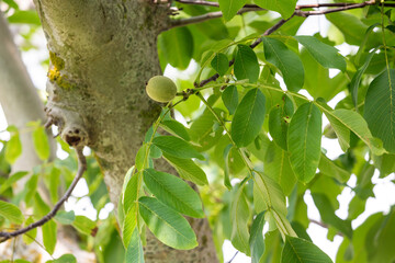 Green walnuts on the tree among branches and green leaves, the green kernel used for the Nocillo di Sorrento liqueur.