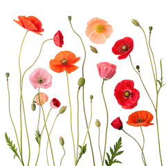 Naklejka premium Vibrant Poppy Flowers Red Orange Pink Blooms Botanical Illustration Floral Arrangement Nature Photography Isolated On Transparent Background