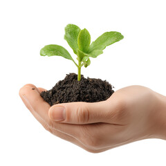Hand Holding Green Plant Sprout with Soil – Sustainability and Growth Concept, Transparent Background