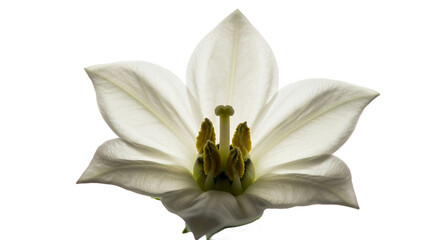 White Flower Bloom Closeup Petal Details Botanical Photography