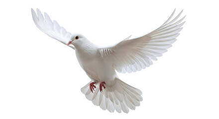 White Dove in Flight Wings Spread Wide Pure White Bird Isolated on White Background