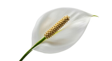 White Flower Peace Lily Botanical Floral Plant Nature Bloom Blossom Elegant Spa Seren
