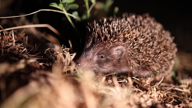 Hedgehog in the grass
