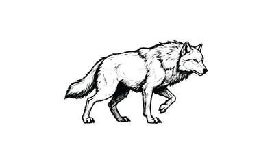 Fototapeta premium Walking wolf sketch in black and white with detailed fur texture. Vector retro hand drawn illustration