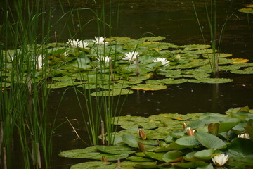 White water lilies on green leaves opened in the pond