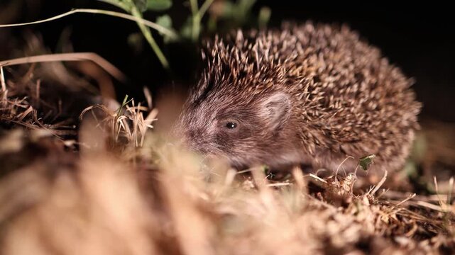 A small hedgehog in the garden at night, illuminated by a flashlight.