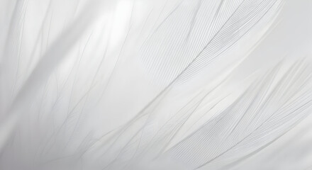 Delicate White Feather Detail: Soft Textures and Subtle Light Play