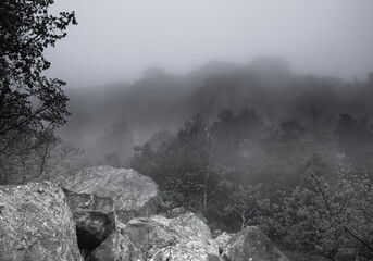 Black and white photo of a forest in the fog in the morning.