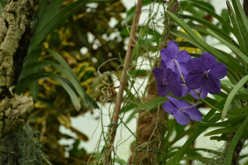 Rare beautiful purple orchids bloom in a greenhouse
