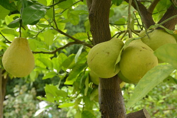 Large pear-shaped green citrus pomelo close-up on tree