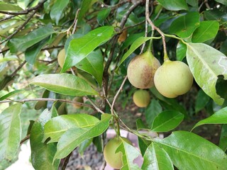 From Tree to Spice: The Journey of Nutmeg Begins Here