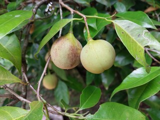 Nutmeg in Nature: Early Stage of the Spice Fruit on Tree