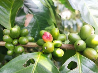 From Green to Red: The Journey of Coffee Cherries Begins