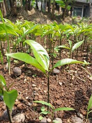 Young Nutmeg Seedlings: The Future of Spice Cultivation Begins Here