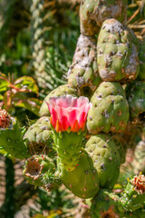 Close up of flowering cactus with thorns in natural desert environment.
