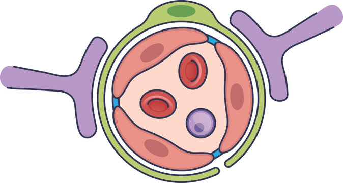 Diagram of an intact blood-brain barrier. Shows a capillary with endothelial cells, tight junctions, astrocytes, and red blood cells, illustrating selective permeability.