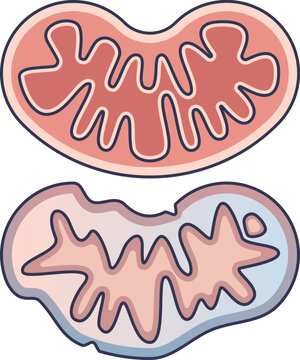 Illustration comparing a healthy mitochondrion with a damaged one. This visualizes mitochondrial dysfunction, showing structural decay and representing cellular energy failure and disease.