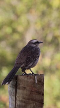 The field thrush is a species of papaya. It is famous for its vast repertoire of songs, which include imitations of other species.