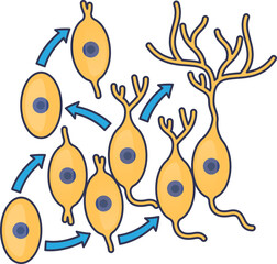 Illustration of adult neurogenesis, showing neural stem cells differentiating into mature neurons. Arrows depict the stages of cell proliferation and maturation in the brain.
