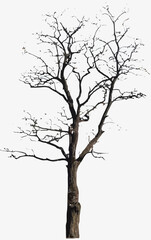Leafless Winter Tree with Bare Branches - Vector Illustration