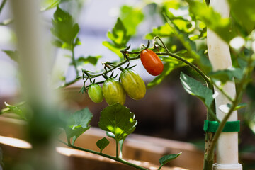 Green cherry tomatoes with one red cherry tomato on a vine in a garden