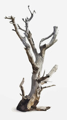 Weathered Dead Tree with Gnarled Twisted Branches – Vector Illustration