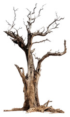 Solitary Dead Tree with Weathered Bark and Twisted Limbs – Vector Illustration