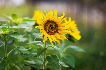 Dwarf sunflower in the garden. Small garden sunflowers. Sunflowers in the garden