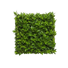Naklejka premium Square boxwood bush with dense green leaves on transparent background
