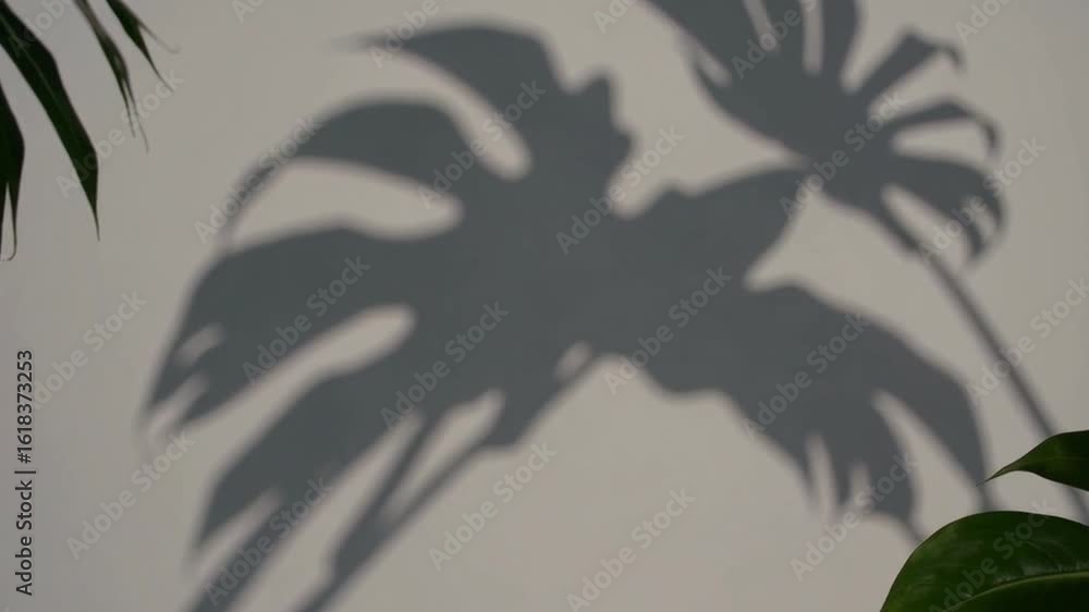 Poster a captivating display of shadows cast by monstera deliciosa leaves, creating a play of light and for