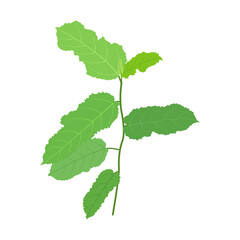 green leaf isolated on white background