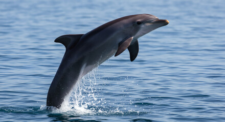 A dolphin leaps gracefully out of the water.