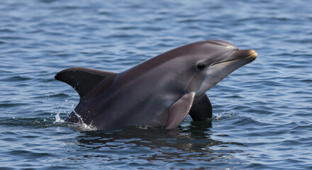 Gray dolphin emerging from the water.