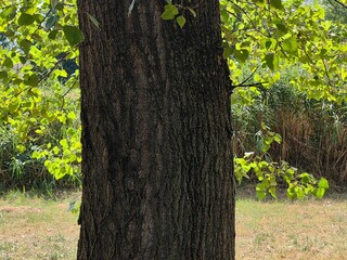 Sunlit Leaves and Tree Bark Detail