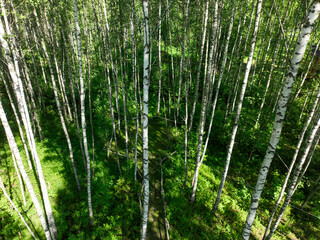 An immersive aerial view of a lush green forest filled with tall, slender birch trees, with...