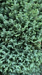 Lush green foliage fills the view, highlighting the fine details of dense evergreen leaves that create a calming atmosphere in a natural setting surrounded by greenery