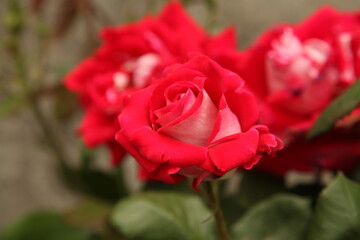 Beautiful red flower in the Botanical Garden of Kyiv, Ukraine.