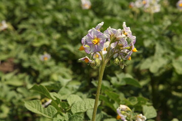 Fototapeta premium Beautiful purple flower in the Botanical Garden of Kyiv, Ukraine.