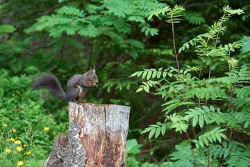 Squirrel on a Tree Stump in Forest