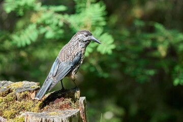 Spotted Nutcracker Bird on Mossy Stump